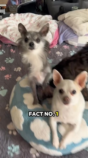 9.9K views · 388 reactions | 5 Amazing Chihuahua Facts! #chihuahuafanatics #famouschihuahua #chihuahualife #chihuahuafacts #chihuahua #chihuahuapuppy #chihuahualove #chihuahualover #chihuahuabreed #chihuahuadog #chihuahualover #lovechihuahua #SharePost #ShareThisPost #ShareThis #ShareTheFacts #chihuahuadogbreed Credit: Mija Leon Brynlee ❤️ | Famous Chihuahua | Facebook