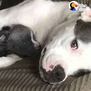 6.8M views · 448K reactions | When people found this scared dog on the street, they had no idea she was about to have babies. She’s transformed into SUCH a cuddle bug now, but the best part is watching her with her tiny little boy  | The Dodo | Facebook