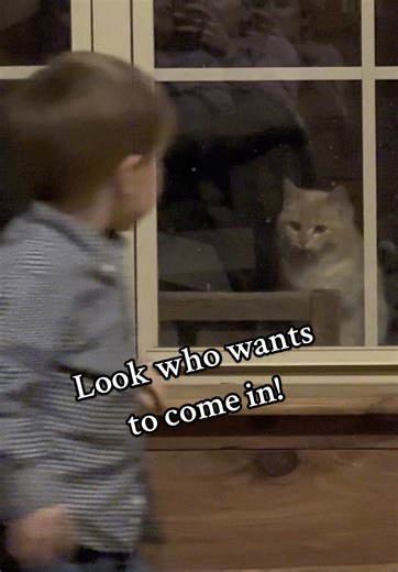 Just gotta let yall know Cheddar gets to come in whenever she likes. She has figured out where to wait by the window so her small friend will come retrieve her 😂 Thanks a lot 😅😂 I hope y’all are enjoying your new house cat footage. 🤣 #catsoftiktok #cattok . . #fyp #fypシ゚viral #foryou #foryoupage #cowboycooper