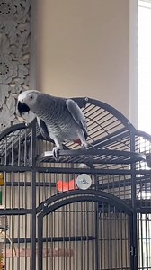 252K views · 7.2K reactions | Just chirping out! #africangreyparrot #africangrey #singbird | Gizmo the Grey Bird | Facebook