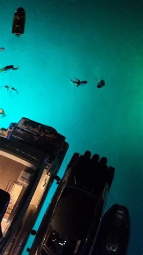 #sharks #sharkattack 🦈 | Boating Puerto RICO