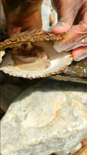Giant Pearl Scallops vs. Freshwater Snails: Which Makes More Pearls?
