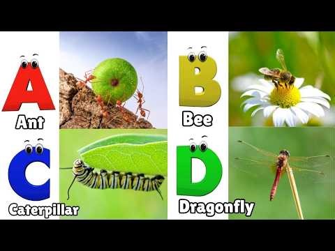 Insects Alphabet Song | Insects ABC Song | Phonics for Kids | Alphabet Letters