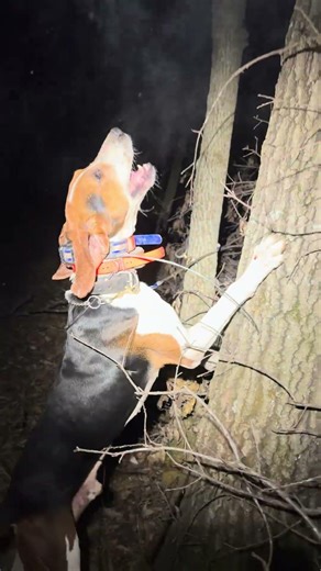 BEAST split with the 🥩 #raccoon #hound #huntingdog #dogtraining