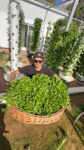 Growing up to 624 heads of lettuce annually on a single aeroponic tower. With this method of farming, you can produce 52 lettuce heads per tower every four weeks, achieving over 90% higher yields per square meter compared to traditional soil farming. #lettuce #farming #agriculture #gardening #aeroponics | Jimmy Chou