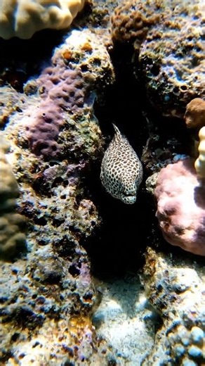 the hidden sea creatures #wildlife #deepsea #ocean #hiddencreatures #marinemystery #shorts #viral