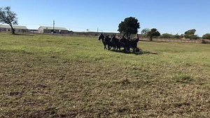 18K views · 379 reactions | Black Matching Mules in Action!! Hutto Mule and Farming. #mules #matching #beautiful #squad | Hutto Mule and Farming | Facebook