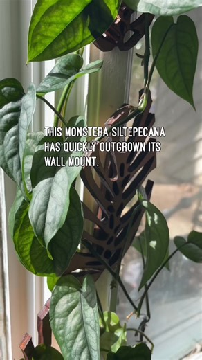 Dreaming of a lush, vertical jungle? 🌿 Turn your walls into a living masterpiece with our Monstrella wall-mounted trellis. Its nature-inspired design provides the perfect support for your climbing plants to grow tall and strong. Perfect for window sills, accent walls, and more! | Treleaf