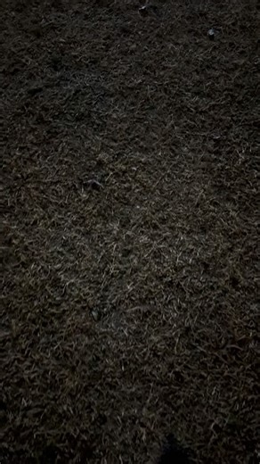 What’s hiding in the tree on campus this year? 🎄 | Texas Tech University