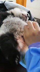 565K views · 9.7K reactions | SHOCKING PANDA SPANK?樂 Keeper's SECRET CODE! ❓#AnimalFacts #TikTokLearningCampaign #animals #rescue #pandan #foryoupage #lovestory | Animals Behavior | Facebook