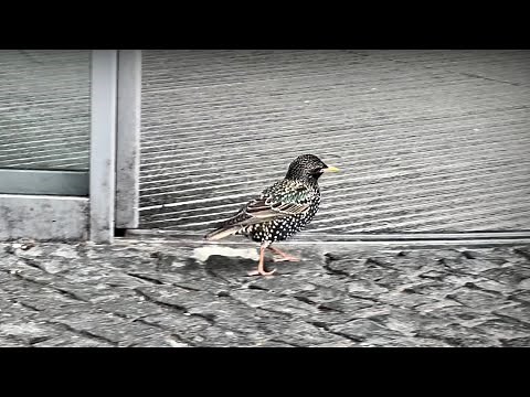 Großstadt-Vögel: Stare & Krähen in Berlin