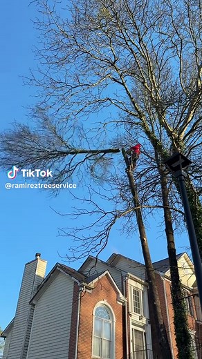 Ramirez Tree Service on TikTok