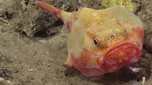 15M views · 17 reactions | Scientists captured a video of a deep-sea fish with 'feet.' | Insider Tech | Facebook