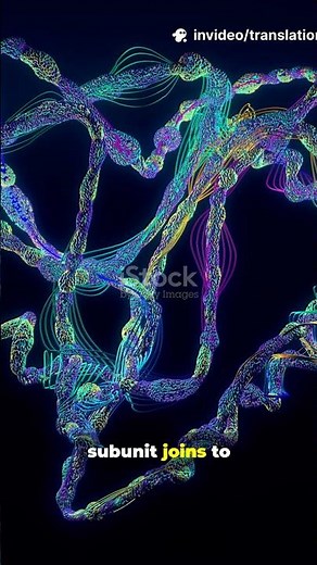 “Translation: Decoding mRNA into Proteins”