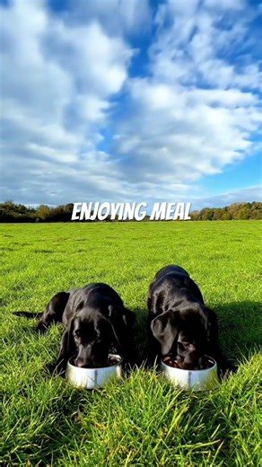Cute puppies Enjoying the Timelapse #fyp #reels #trending #viralreels #cutedogs #newsong #cheemay