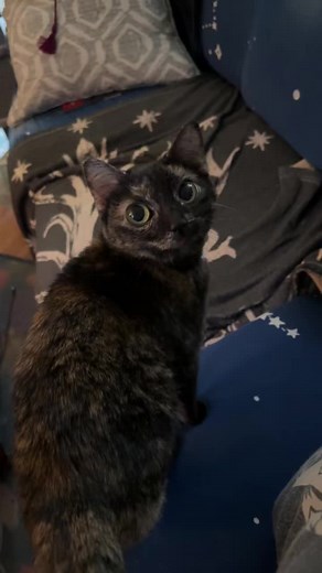 If all my cats were cartoons, they’d look like this 🤣 #catladytails #petbigeyes #catfilter #cateffect #sillyfilter