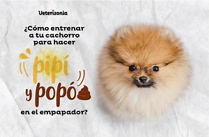 🥇 Entrenar a tu Cachorro para hacer Pipí o Popó en el Empapador - ❤️ Veterizonia