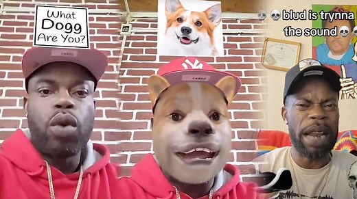 Which Bomboclaat Dog I Am? | Know Your Meme