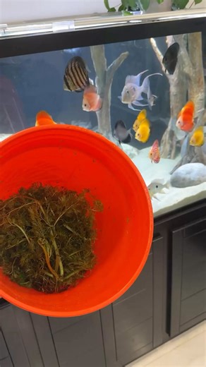 Got plants? Harvesting the Refugium plant after about a month of growth! 💪 #refugium #freshwaterrefugium #aquariumhobby | KaveMan Aquatics