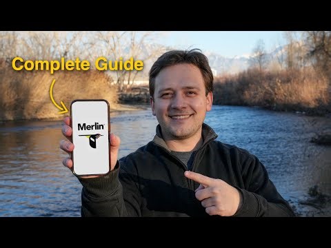 Everything You Need To Know About Merlin Bird ID