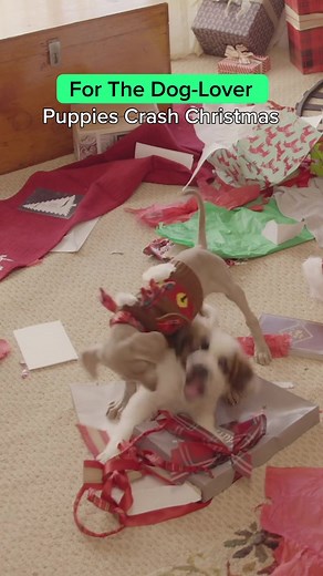 Why stream a basic fireplace when you can stream a puppy Christmas party? All available on Hulu. ✨ #HolidayAesthetic #HappyHolidays