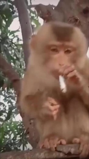 1.6M views · 19K reactions | Say no to drugs . #animals #wildlife #viralreels #new #reelsindia #viralvideo #trending #trend | DLord001 | Facebook