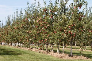 Places to Go For Apple Picking in Greater Toronto Area & Hamilton - 2025 Season