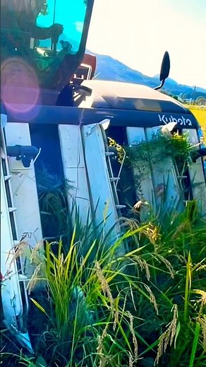 Kubota DR6130クボタの6条130馬力コンバインで刈り取り🏃‍♂️#kubota #harvester #harvesters #コンバイン #combine #農業 #農家 #割倒#割稲
