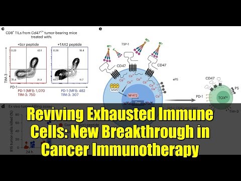 Reviving Exhausted Immune Cells: New Breakthrough in Cancer Immunotherapy