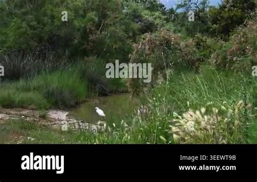 Little Egret (Egretta garzetta) walking through shallow marsh waters in Greek wetland during spring migration, cautious white wading bird moving slowly into reeds and natural habitat, UHD 4K wildlife documentary footage Stock Video Footage - Alamy