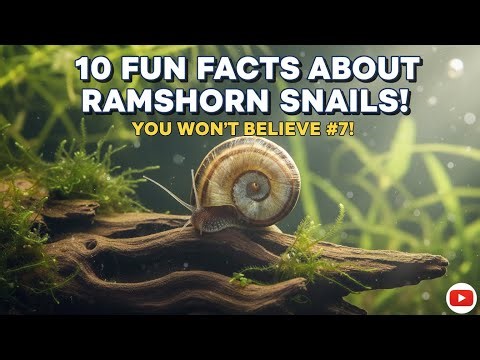 🐌 10 Fun Facts About Aquarium Ramshorn Snails (That Will Surprise You!) 🐠