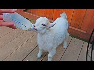 Bottle Feeding Mini Goats