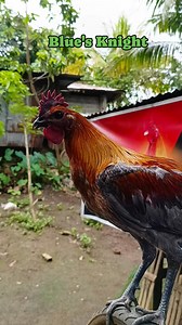 #blackmangtaz_gamefowl #SABATTLECOCKLAGIKANGLAMANG #Alagangbattlecock #viralpost2025 #fypシ゚viralシ2025fyp #commentersviewers #starsenderreels #fbreelsfypシ゚viral #followersreels #reelsviral | BlackMangtaz Peruvian GameFowl