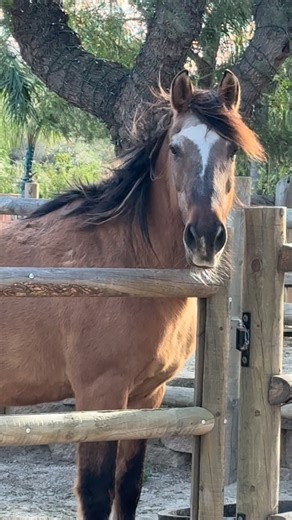 Skydog Sanctuary on Instagram: "Shelby 🤎🤎🤎 Oh how handsome is this gorgeous Shelby Mustang. He’s a classic and I love him. And then little Boots, who is permanently in a never ending duel with Bailey and he usually wins hands down, which drives Bailey boy bonkers. But you can’t beat a Boots, he’s just the sneakiest naughtiest funniest most adorable mini mule there is. And over to Cisco and Raven who look so good with the wind floating their manes, making them look even more glorious than usua