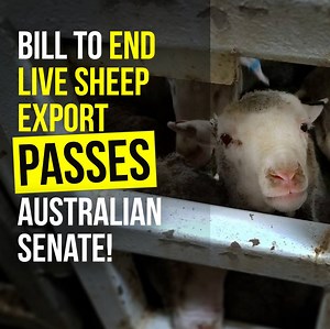 68K views · 4K reactions | This is HISTORIC.  An end to sheep export cruelty is just one more vote away! SPEAK OUT: www.AnimalsAus.org/Ry6 | Animals Australia | Facebook