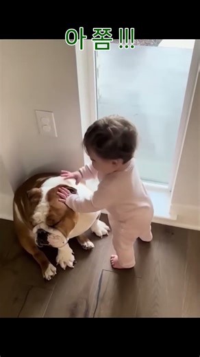 귀여움이 너무 과한 강아지 주의 ⚠️🐶