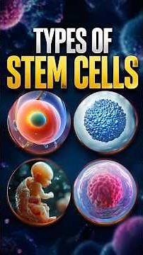 Stem Cells Explained: Today's Standard, Tomorrow's Promise, Forever Banned
