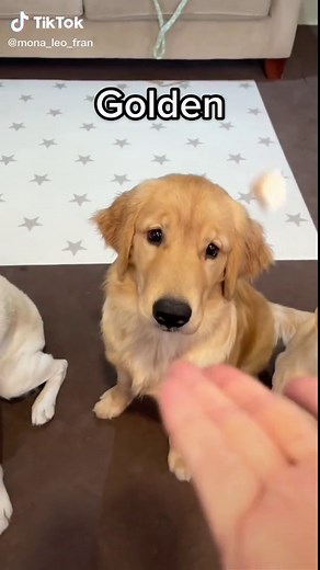 Golden vs Labrador Part 2: Puppy Fight Compilation