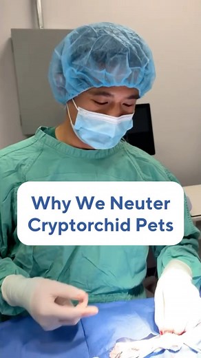 Dr. Zonram Liao | Veterinarian on Instagram: "Today we’re doing an abdominal cryptochid surgery, have your heard of it? 🙂🩺 Cryptorchidism is when one or both testicles fail to descend into the scrotum 😮 In most cases, the testicle is retained in the abdomen or in the inguinal canal 😬 Its important to neuter these pets and remove the retained testicles because: ✅ Dogs with a retained testicle are very likely to develop tumors (cancer) in the retained testicle. 😱 ✅ Cryptochid testicles can tw