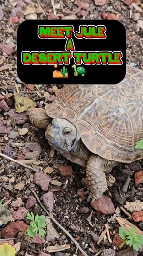Meet Jule a Desert Box turtle 🐢 🏜 #shortsreels #turtles #desertturtle #viralshortsreels | Walking Rocks Turtle Retreat
