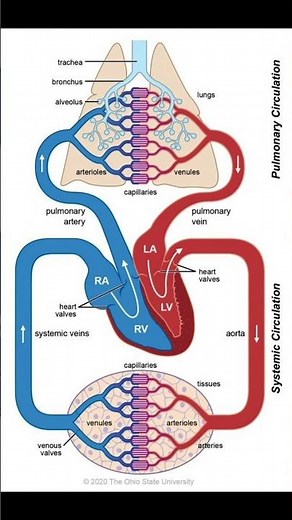 “Pulmonary vs Systemic Circulation | Cardiovascular Flow Simplified!”