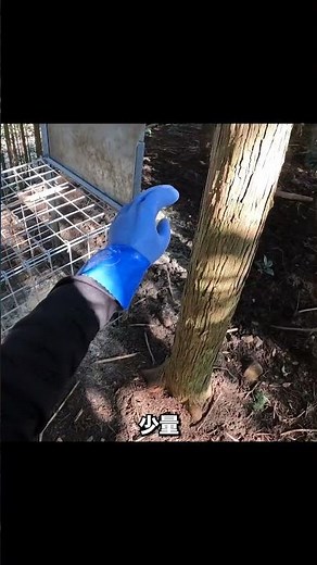 春は箱罠！くるりんぱトリガーを使ってイノシシを捕獲！