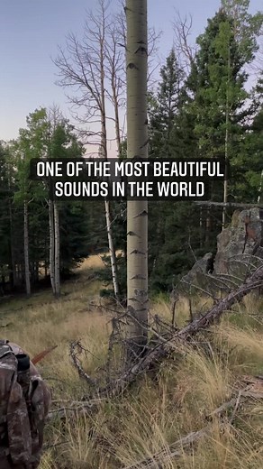 Elk hunting 2021. #elk #colorado #archery | Shelby Doner