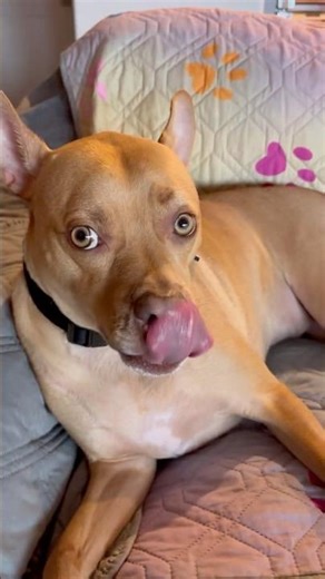 The Most Hilarious Turtle Dog Moments