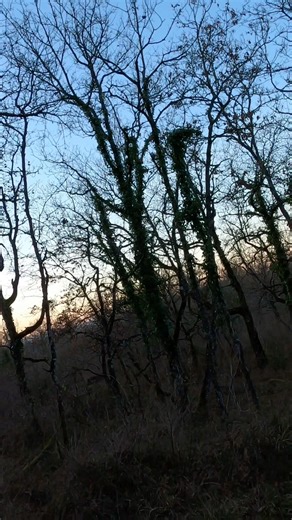 Tir d’un sanglier en fin de battue #hunting #chasse #sanglier