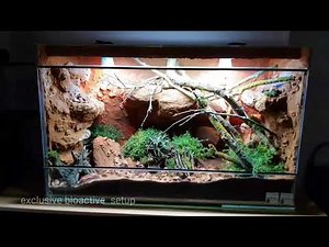 Desert natural bioactive enclosure for pilbara rock monitor, ackie monitor, bearded dragon