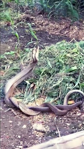 "Love in the Wild: The Reproductive Cycle of Rat Snakes" #naturelovers #wildlife #trending