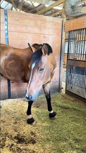 My horse is storing is poop in the bars of his stall… 🤦‍♀️🤣 You’d think he was starved