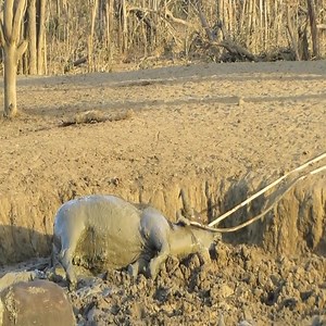 Rescue the buffalo herd from the mud. | Egyptian Museum