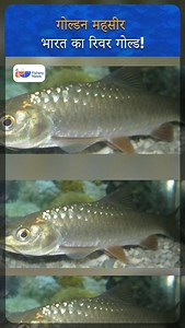 Golden Mahseer: The River Gold of India | Protect Our Himalayan Treasure | Fishery News #GoldenMahseer #RiverGold #FreshwaterFish #FishConservation #aquaculture #himalayanrivers #fisherynews | Fishery.News